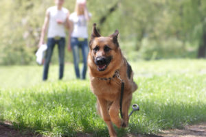 Ein Paar geht mit seinem Hund im Park spazieren