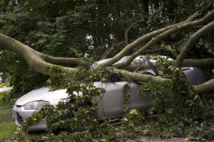 Ein umgestürzter Baum auf einem hellen Auto